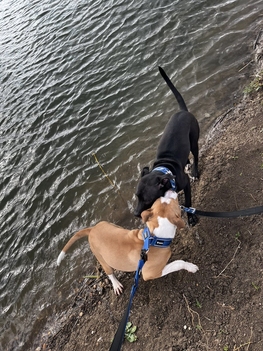 Big boy brothers out on a walk together 💙 #brothers #puppys #love #dogs #dogsoftwitter #bestfriends <a href="/stace123xx/">ALL ABOUT ACE🐶❤️</a>