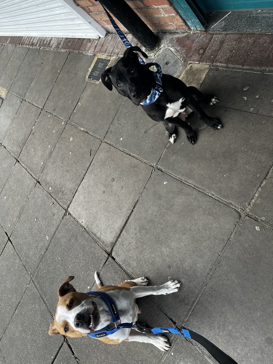 KairoKingg's tweet photo. Big boy brothers out on a walk together 💙 #brothers #puppys #love #dogs #dogsoftwitter #bestfriends @stace123xx https://t.co/b5f6Xyrvld