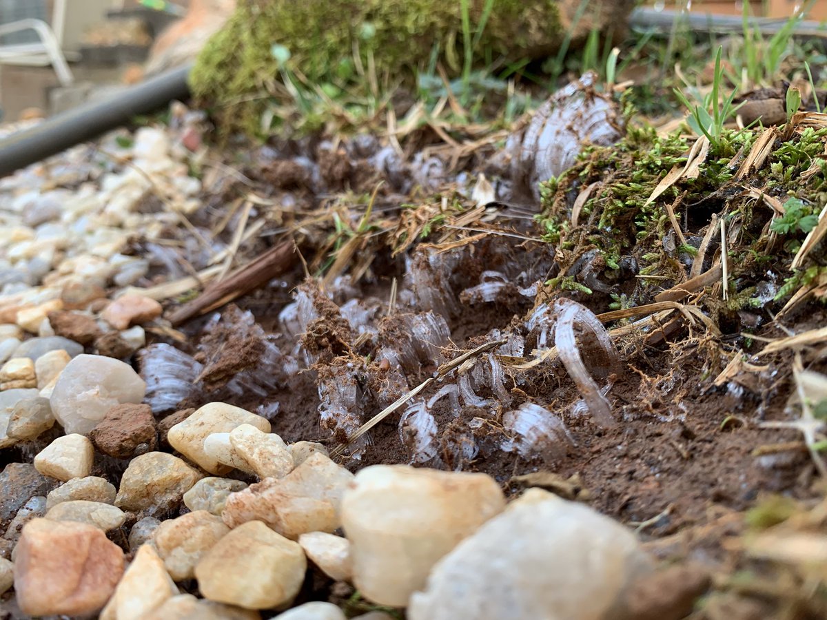 TriggerPsychoma's tweet photo. If willing to brave the cold look for #NeedleIce! Water in warmer ground reaching cold air freezes, builds small ice towers via capillary action. Bare soil areas w higher moisture content best (water runoff/loose soil spot) 13Mar DuncanSC #scwx @NWSGSP @wxbrad This mornings hunt: https://t.co/FRNPNdsSCV