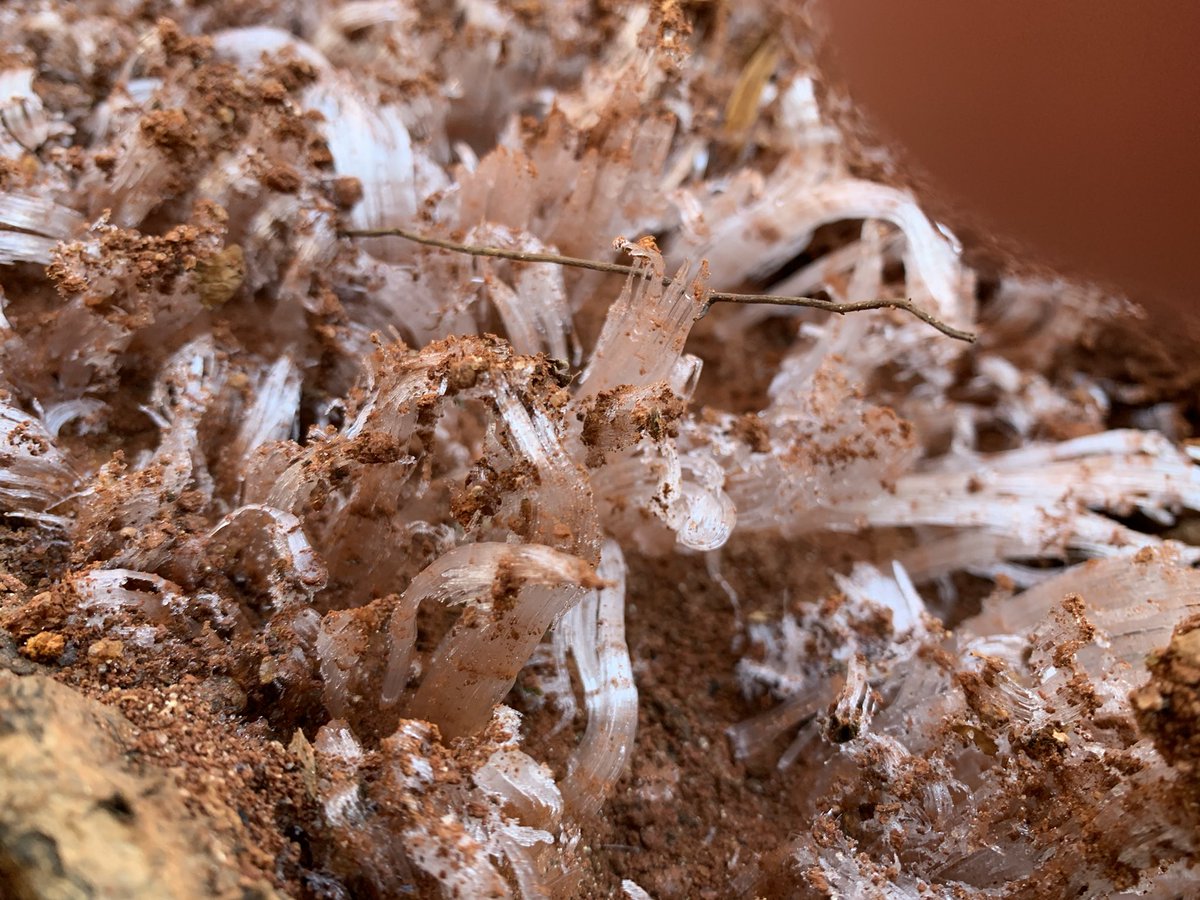 TriggerPsychoma's tweet photo. If willing to brave the cold look for #NeedleIce! Water in warmer ground reaching cold air freezes, builds small ice towers via capillary action. Bare soil areas w higher moisture content best (water runoff/loose soil spot) 13Mar DuncanSC #scwx @NWSGSP @wxbrad This mornings hunt: https://t.co/FRNPNdsSCV