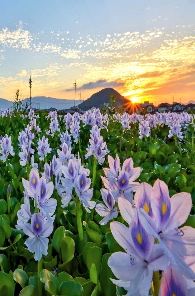Angel_Stockler's tweet photo. #NaturePhotography  #nature
:¨·.·¨:  
 `·. .🌸    .⋆*ೄ.•*¨*•.🫧💜🫧.⋆*ೄ.•*¨*•. https://t.co/Vq4AfmGer8