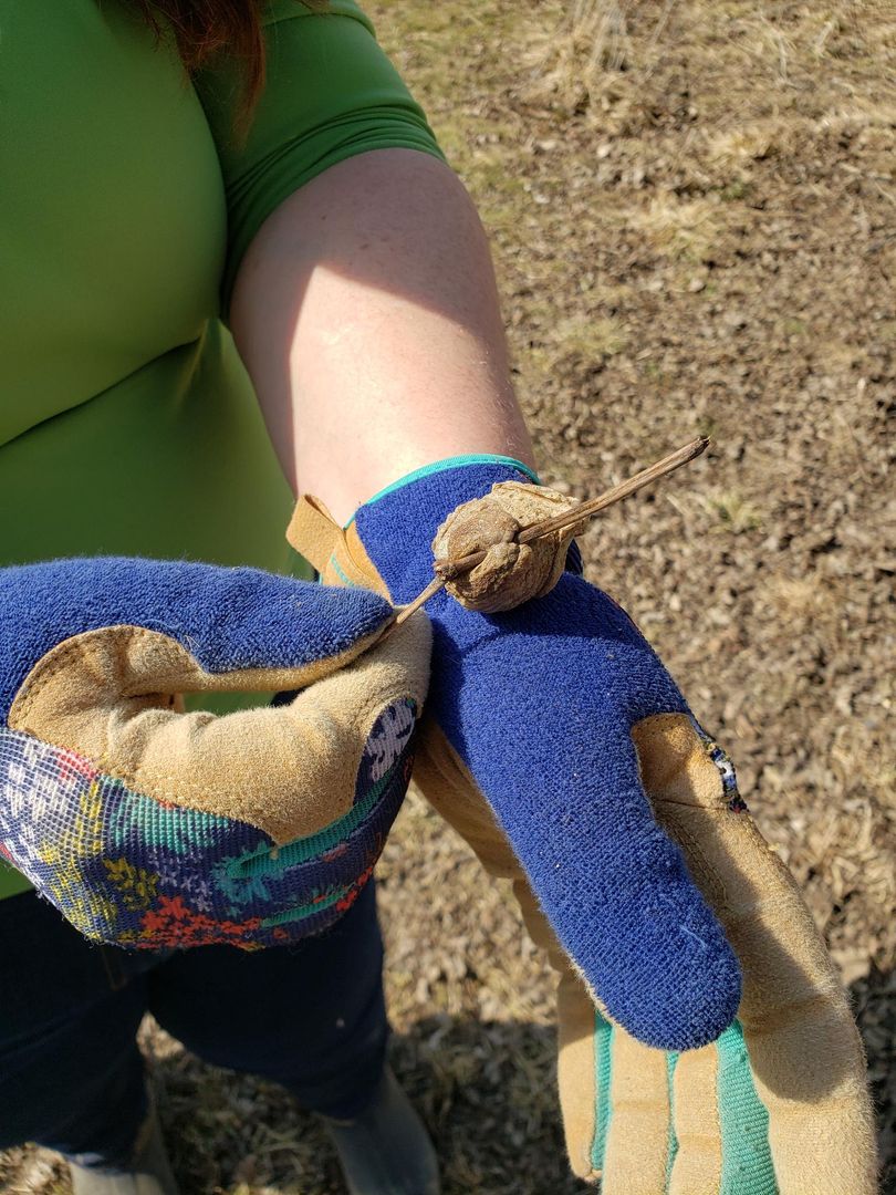 Insanitek's tweet photo. Look what we found! It's a mantis egg nest! Praying mantis lay their eggs on tall grass so that when the babies hatch, they will have plenty of readily available food. Inside of this hard little shell there are thousands of eggs. Only ~100 will have survived winter and hatch. https://t.co/lHzFYEYAFu