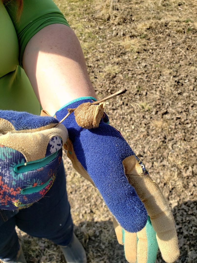 Insanitek's tweet photo. Look what we found! It's a mantis egg nest! Praying mantis lay their eggs on tall grass so that when the babies hatch, they will have plenty of readily available food. Inside of this hard little shell there are thousands of eggs. Only ~100 will have survived winter and hatch. https://t.co/lHzFYEYAFu