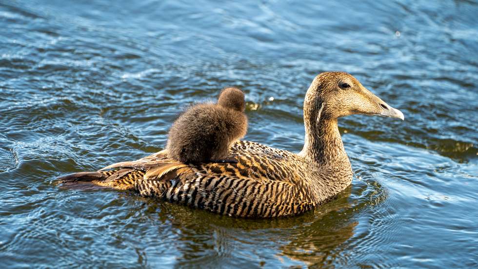 Fugleinfluensa påvist i fylket - ber om at folk tek kontakt dlvr.it/SLcBG7