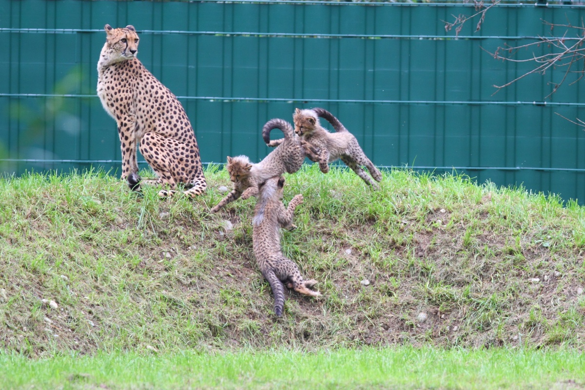 HourlyCheetahs's tweet photo. HourlyCheetahs presents: https://t.co/rIk5vk9WrX
