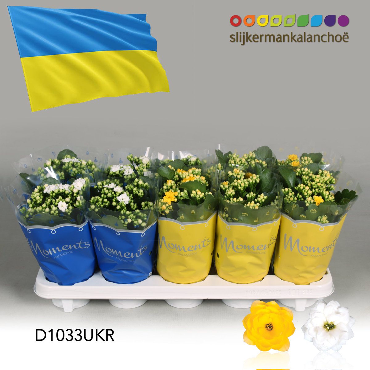 Slijkermankalan's tweet photo. Next Monday, Royal FloraHolland is organizing a fundraiser for Giro555. We have made a special Ukraine mix which will be available at the auctions in Aalsmeer and Naaldwijk. The entire revenue of this will benefit Giro555 for Ukraine. Be generous
#giro555 #Ukraine #Oekraïne https://t.co/sGCrgNZ3hg