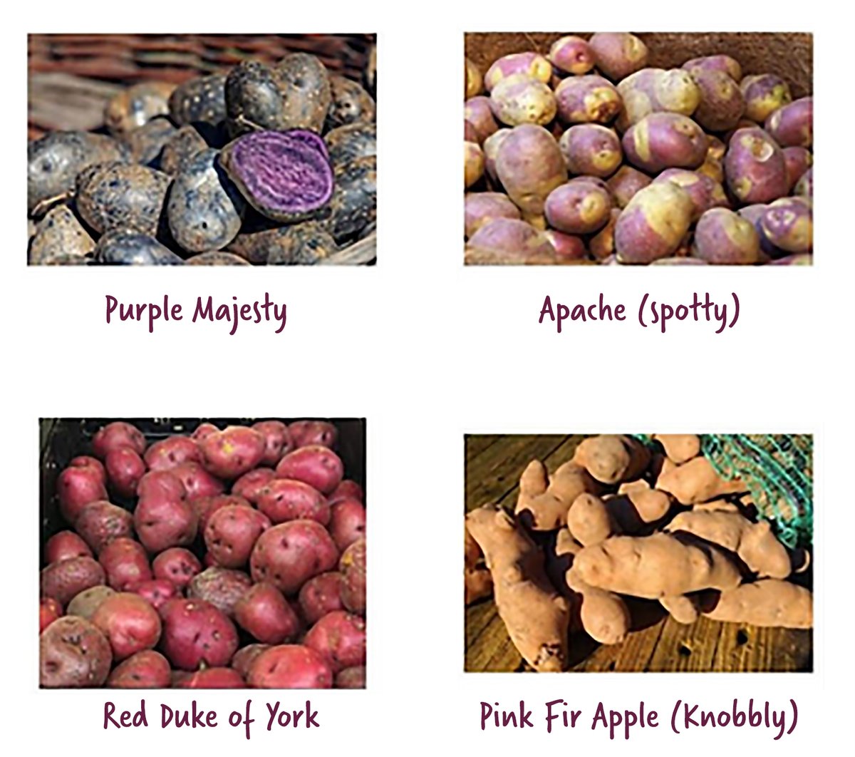 TheCropClub's tweet photo. 🥔Today is the last day to order a potato growing kit!

We have 3 heritage varieties to choose from, Purple Majesty is now out of stock.

https://t.co/lpDec5Akya

#GrowYourOwn #SocEnt #Gardening #GrowYourOwnFood #EthicalBusiness #EcoGift #OrganicGardening #Permaculture #Nature https://t.co/rWYaczlJHt