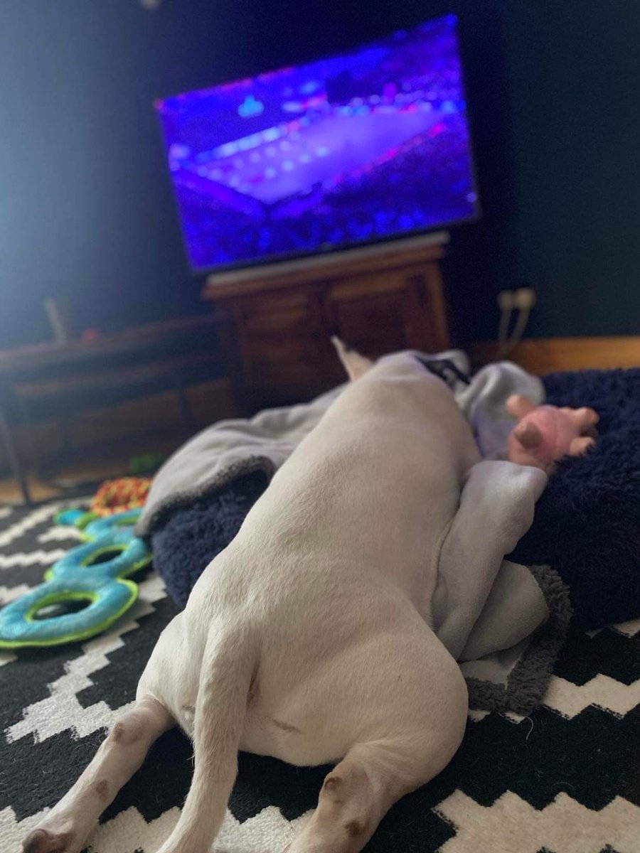 MissusP10's tweet photo. @Channel4 #Crufts2022 Winston is exhausted just watching Flyball! #Crufts https://t.co/13W8o26O3q