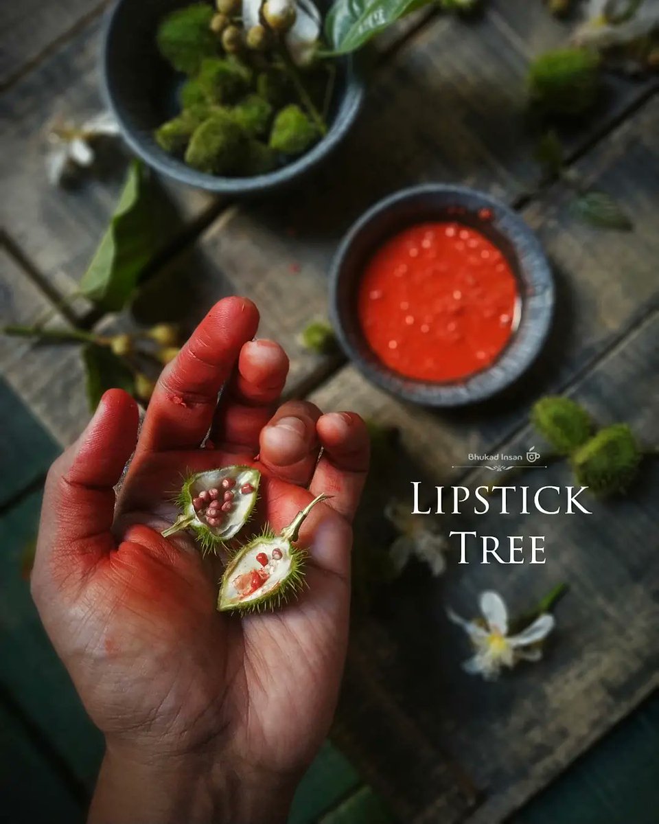 BhukadInsan's tweet photo. Sindoor tree or Lipstick tree is a shrub whose waxy seed produce this orange red pigment which can be used natural food colour agent, as cosmetic etc
#lipsticktree #sindoortree #edibleseed #naturalcolour https://t.co/5EqaMvrJog