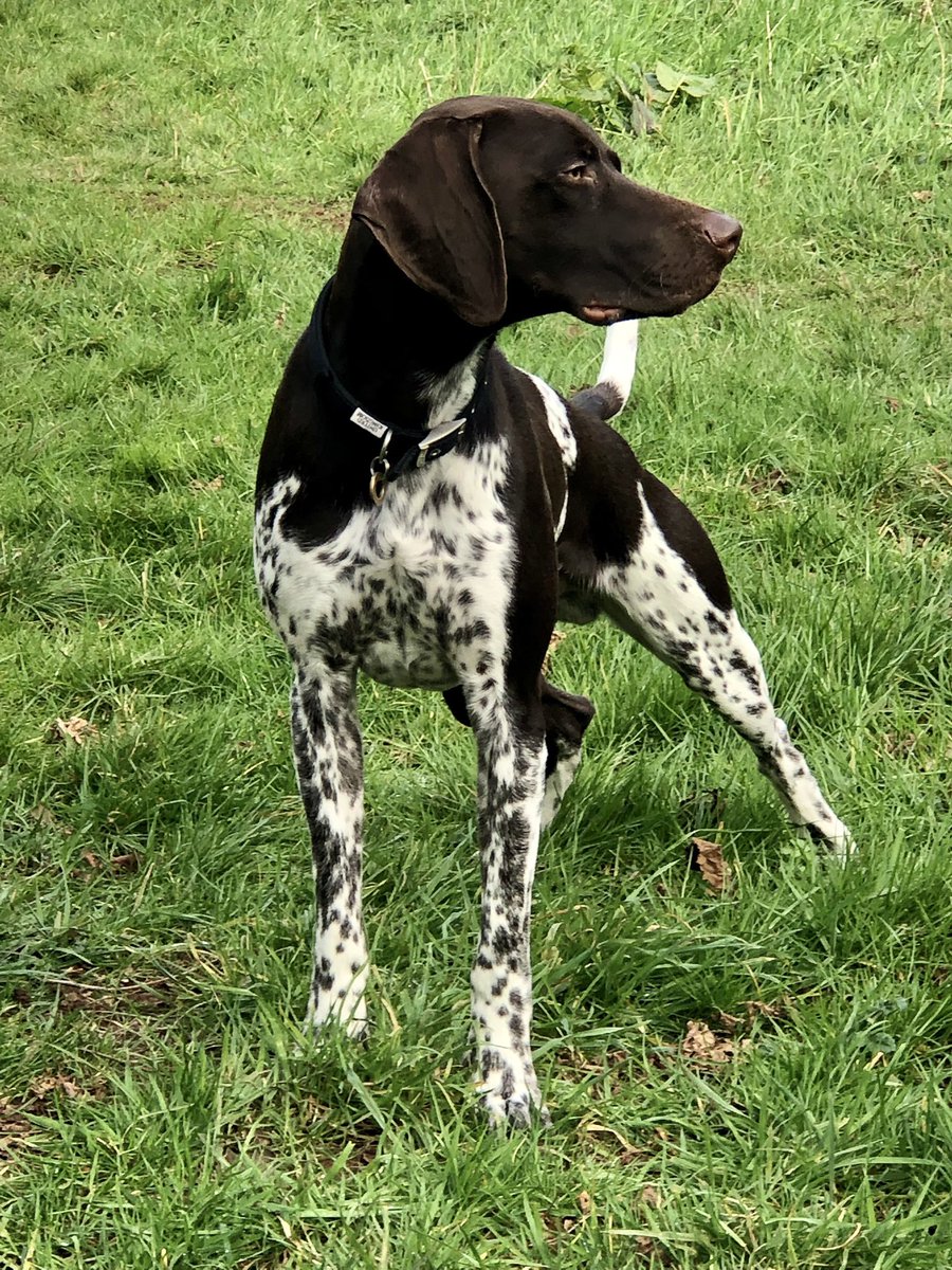 At last it’s the Gundogs at Crufts today. Walter wishes all the GSPs the best of luck ! 🐾🐾 #gsp #Crufts2022 #gundogs