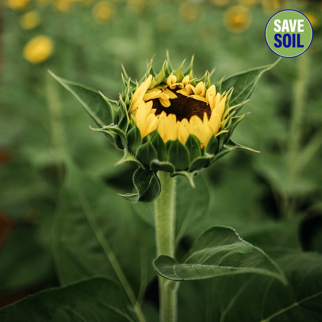 cpsavesoil tweet picture