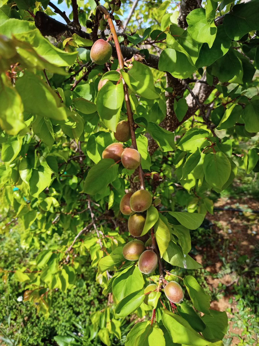 Caquis-Albaricoques tweet media
