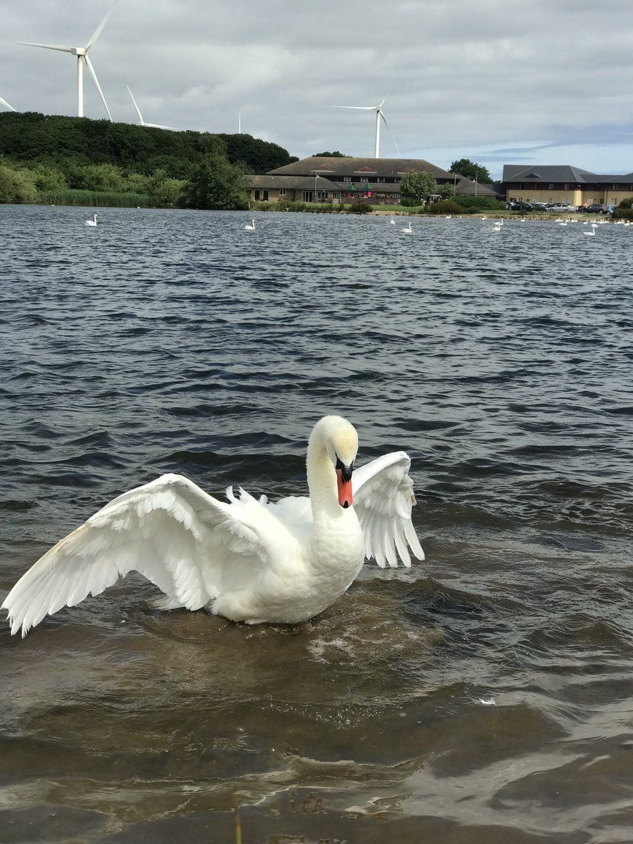 SpanielsSuper's tweet photo. @Oomlaaters But are the geese avoiding you? They gang up on us - chase Snoopy out of the lake &amp; don’t get us started on swans! They hunt him down and terrorise him #EvilCreatures #ItsBehindMeIsntIt https://t.co/pqPOR4b44S