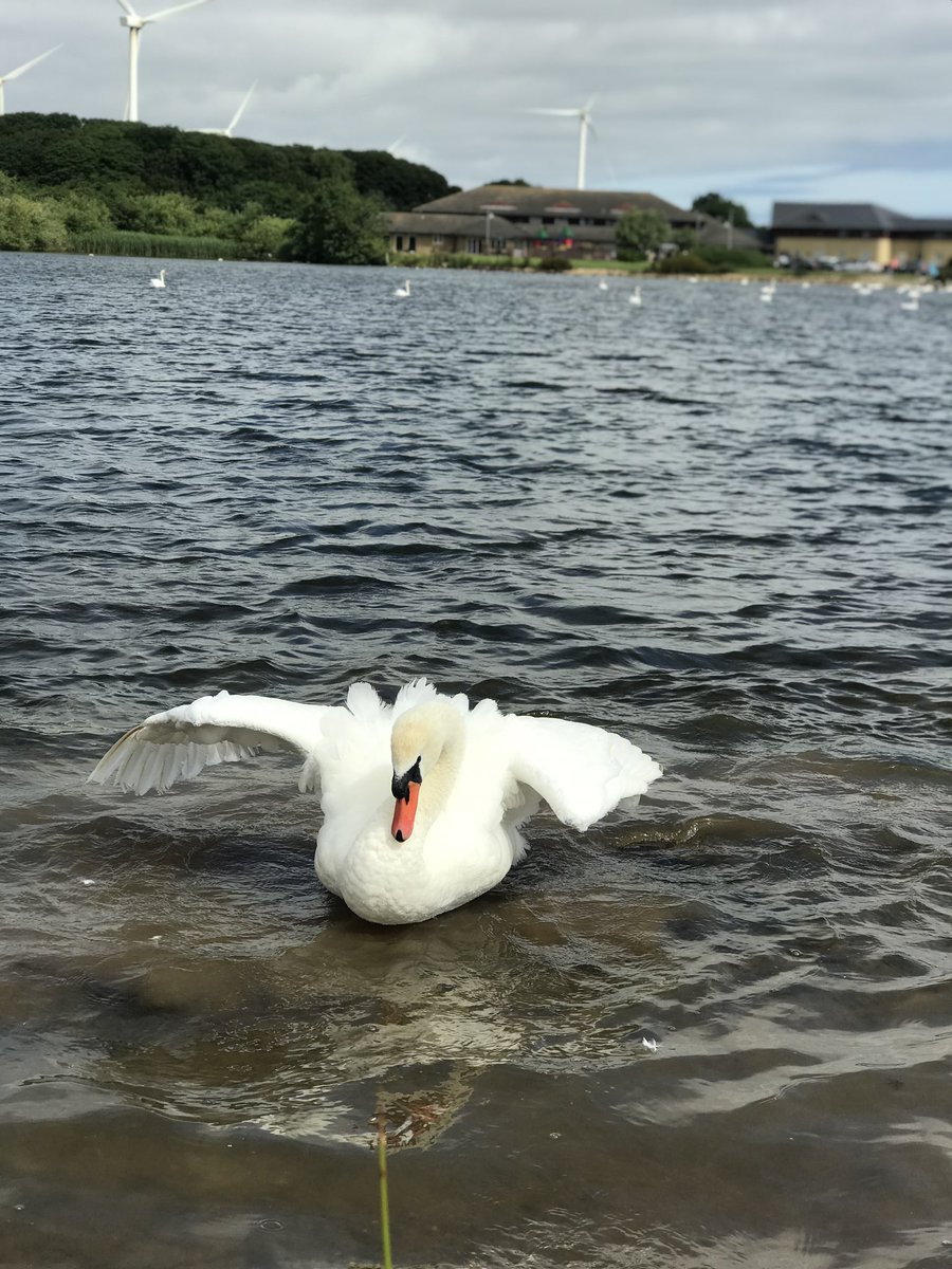 SpanielsSuper's tweet photo. @Oomlaaters But are the geese avoiding you? They gang up on us - chase Snoopy out of the lake &amp; don’t get us started on swans! They hunt him down and terrorise him #EvilCreatures #ItsBehindMeIsntIt https://t.co/pqPOR4b44S