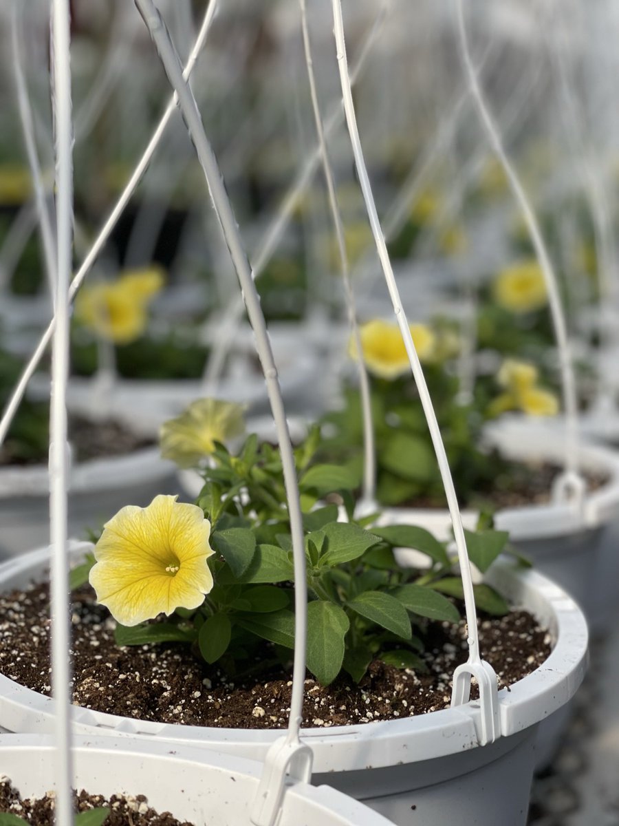 TanyaCBloomDiva's tweet photo. Happy daylight savings ☀️ As we inch closer to spring I’m getting so excited to get outside and play in the dirt 🌱 #thebeesknees #DaylightSavings #SpringForward #spring2022 #letsgetgrowing #lethopebloom #bloomdiva @BallFloraPlant @ValleyviewG1970 https://t.co/WaJYyHnBD9