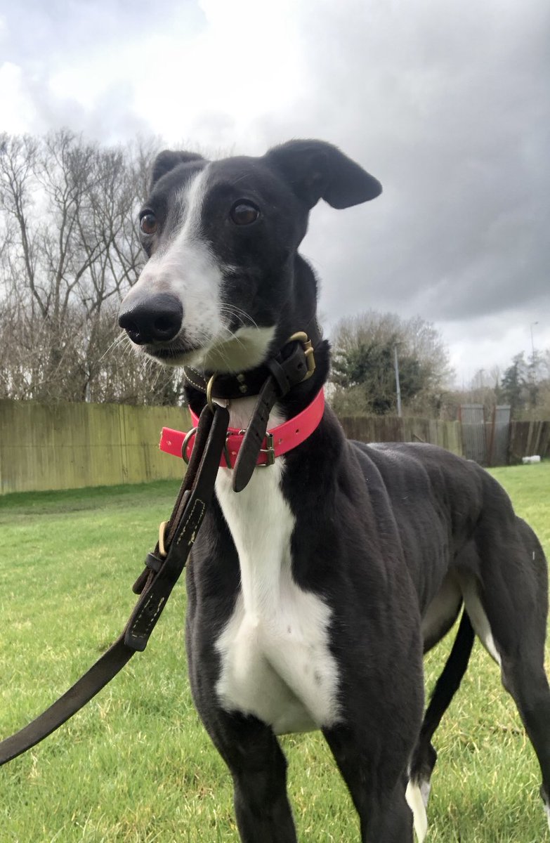 MISS PREMIER BEE is very pleased her name seems more appropriate than it did 10 days ago.😏

She’s soooo beautiful too ❤️🐾