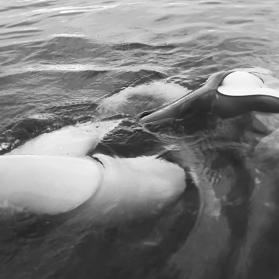carylvimcerna's tweet photo. on my way to drown all of my problems 💀 https://t.co/xsckwEn28u