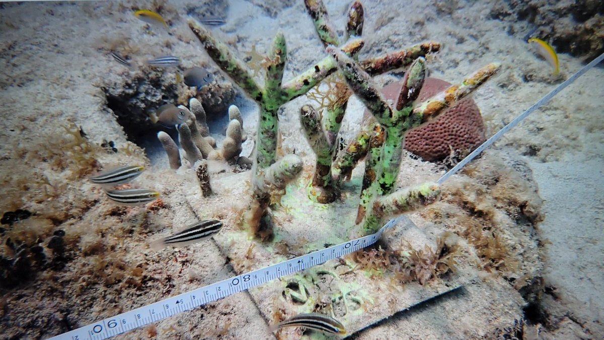 REEF3D Project uno de nuestros Corales creados en 3D ya adaptandose a la Fauna Marina en la Zona experimental en Culebra Socieda de Ambiente Marino proyecto dando frutos. 😀👏🏼 <a href="/5gnbiotlab/">5G & NB-IoT Innovation Lab</a> <a href="/TMobilePR/">T-Mobile Puerto Rico</a> <a href="/nuisxcorp/">NUISX</a> @amigosdebayamon <a href="/ramonluisrivera/">Ramon Luis Rivera</a> <a href="/JEMartel/">Jorge Martel</a> #safecoral #safereef