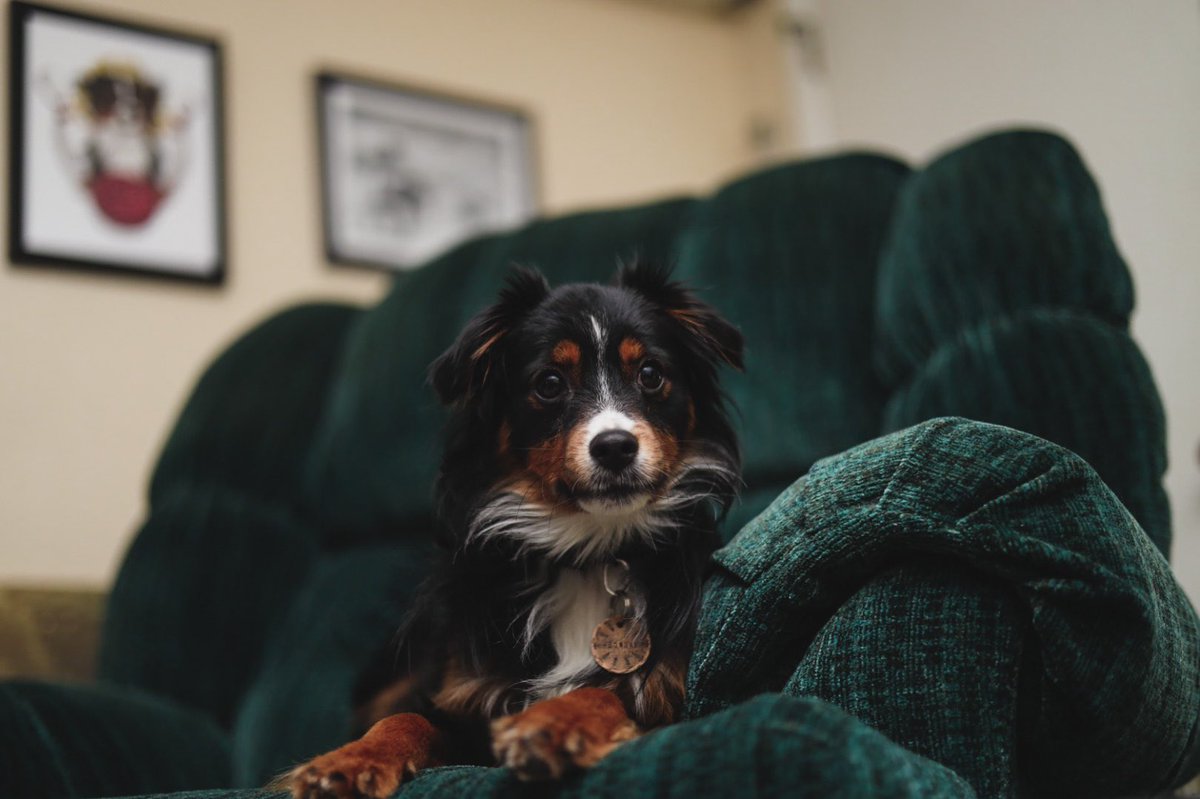 #twitterdogcommunity #dogsoftwitter