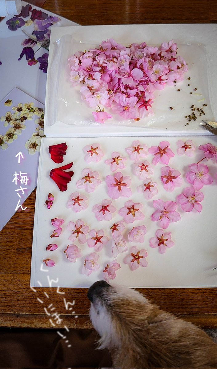 押し花シートはどこに売ってる 取扱店はココ アレどこ
