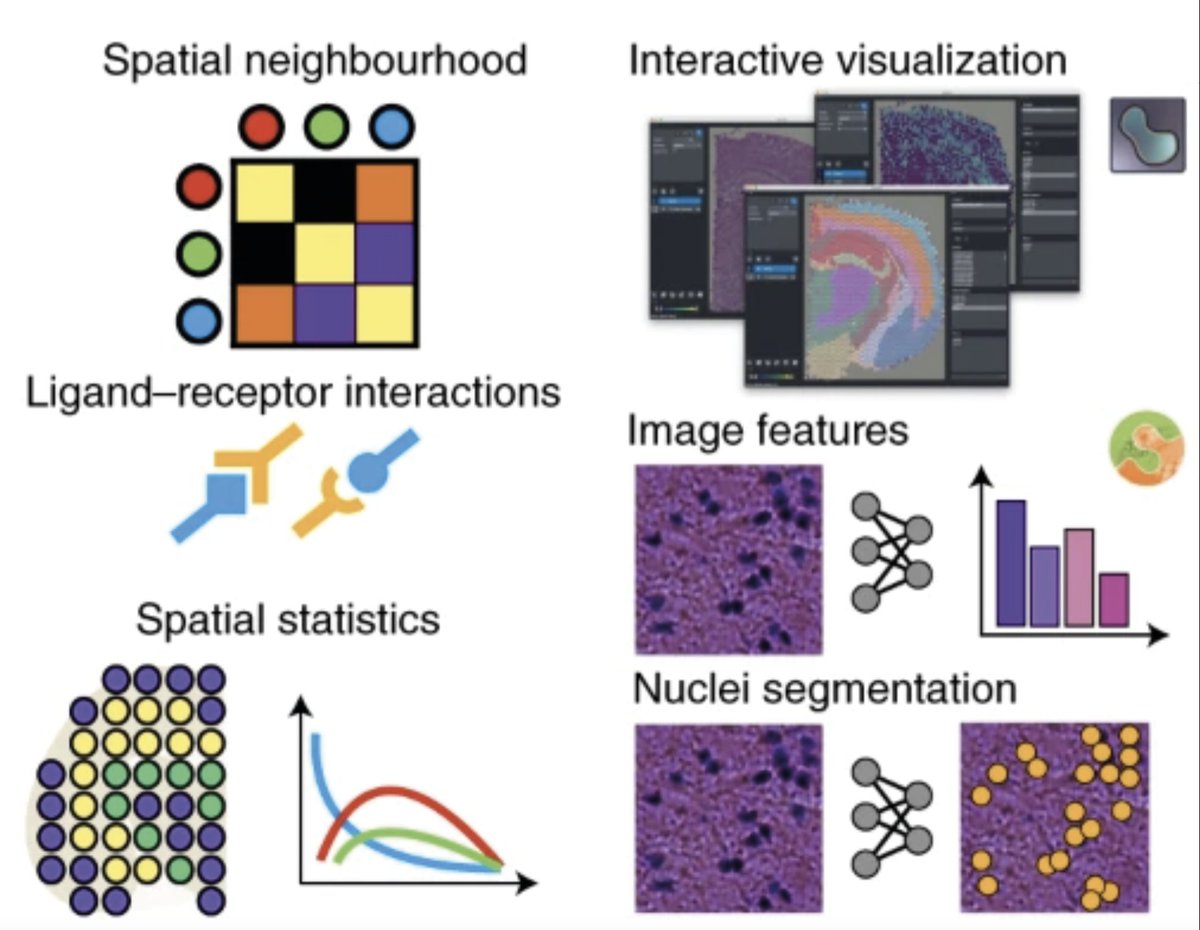Come and join us on Tues 22nd 5.00pm CET to hear <a href="/fabian_theis/">Fabian Theis</a> talk about his recent work on #visualisation of #SpatialOmics data. Paper: nature.com/articles/s4159…. #BioVisMeetup