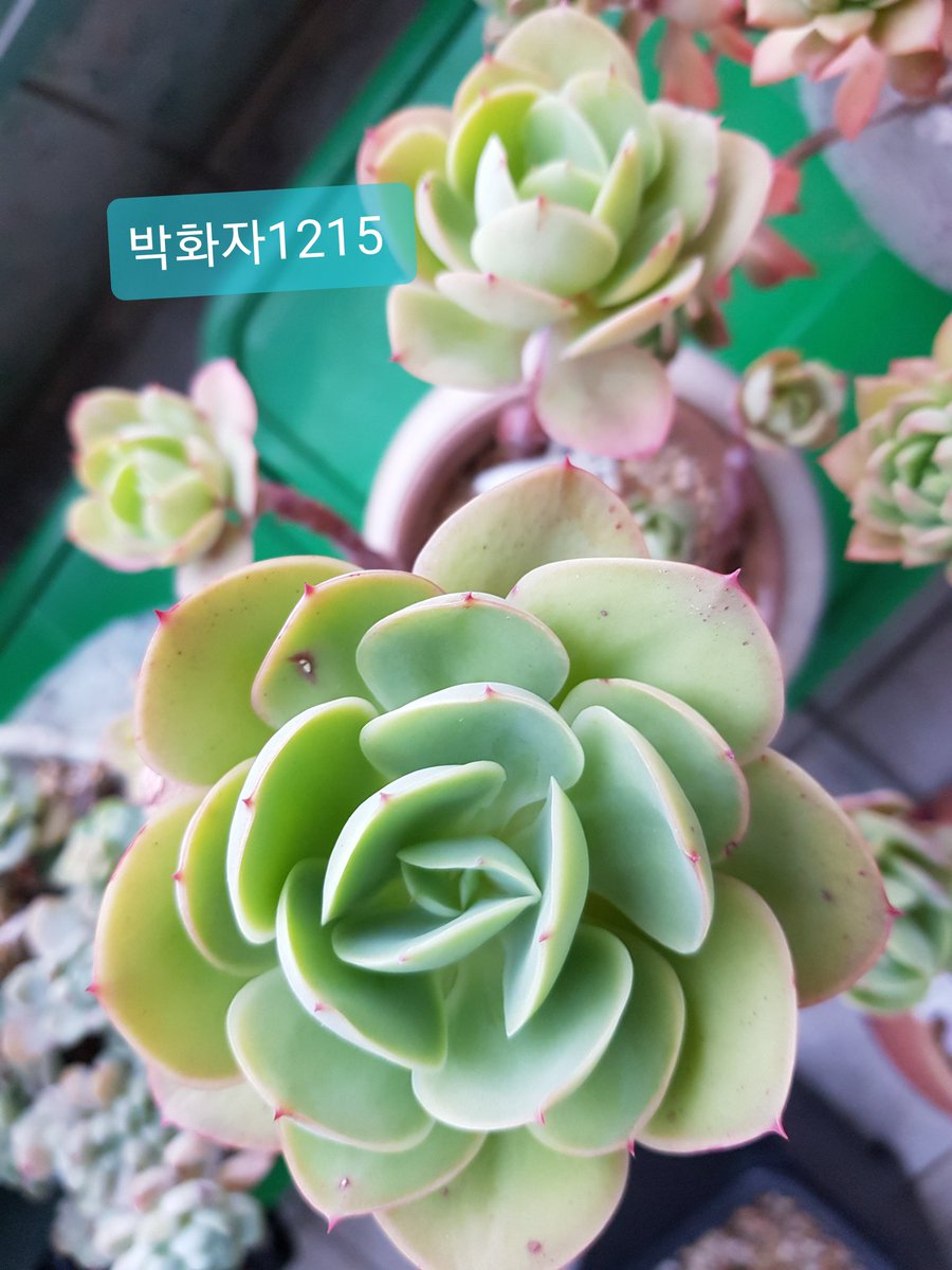 ykun21585's tweet photo. @BOGUMMY 
   2022. 3. 13. 보검시⏰
🌟내스타🌟 응원
 오늘도 수고많으셨어요 ~♡

박해군님 응원 산악회 ~⛰
저의 반려식물 다육이
🌸 둥근잎 비취후리데 🌸
인증샷으로 응원합니다~!
(#원더랜드 #서복 흥해~♡) https://t.co/llqycAlZqJ