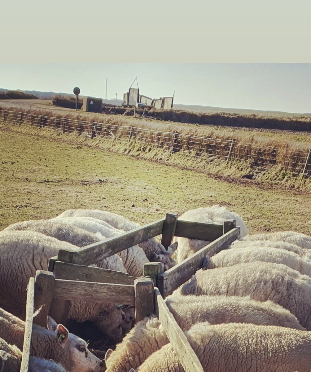 erickavoortman's tweet photo. Vredig. Stil. Leeg.

Ochtend op het #Klemat #eiland #Texel #landart op de achtergrond waakt de #kathedraalvanzachtmoedigheid over de drachtige #schapen https://t.co/CRwxFMuPLd