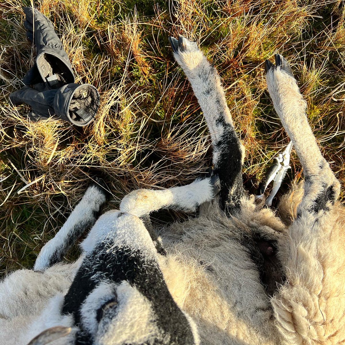 AmandaOwen8's tweet photo. Hands on with the flock.
🐑🐑🐑🐑🐑🐑🐑🐑🐑🐑🐑🐑
#yorkshire #shepherdess #peaceful #countryside #outdoors https://t.co/Myx1O8VATd