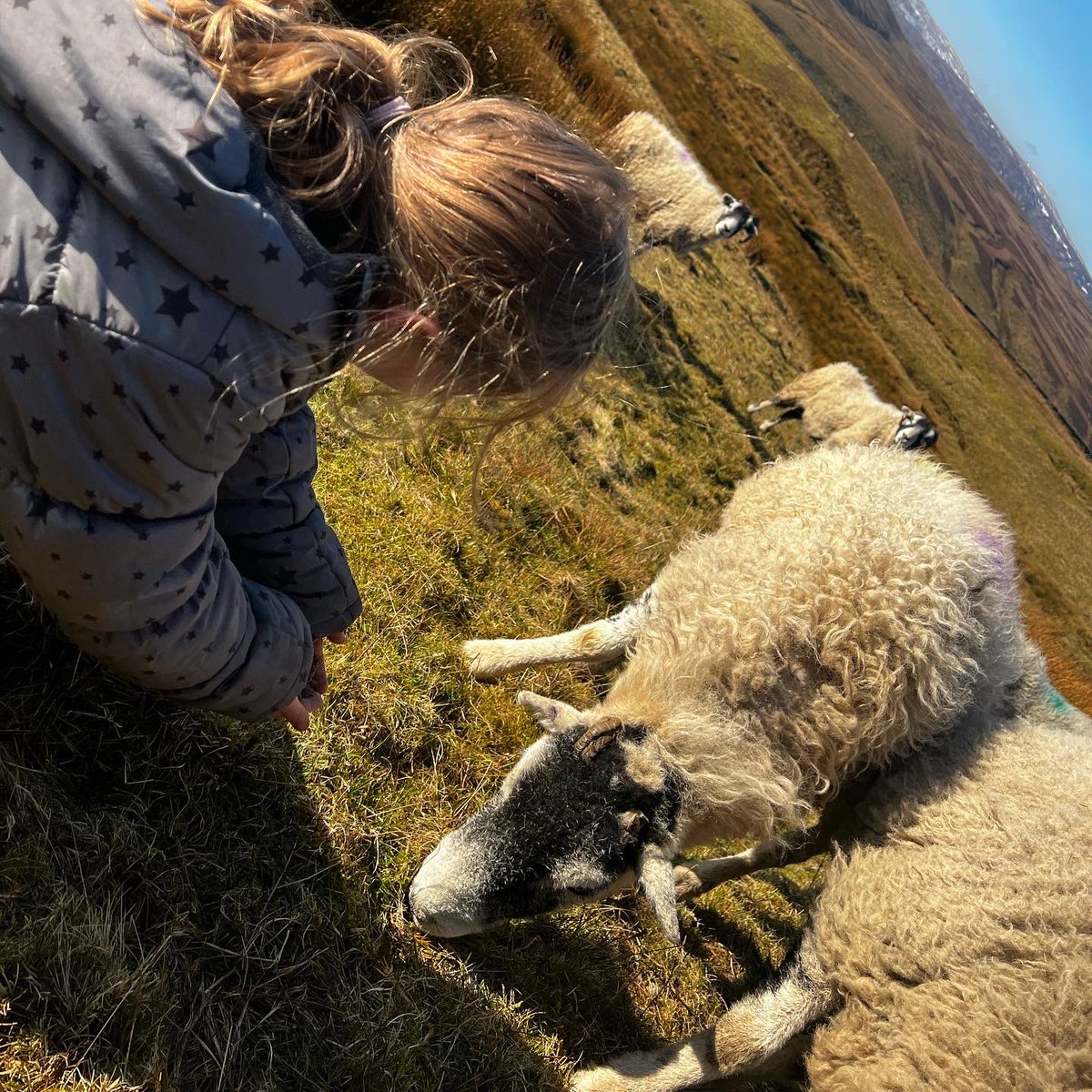 AmandaOwen8's tweet photo. Hands on with the flock.
🐑🐑🐑🐑🐑🐑🐑🐑🐑🐑🐑🐑
#yorkshire #shepherdess #peaceful #countryside #outdoors https://t.co/Myx1O8VATd