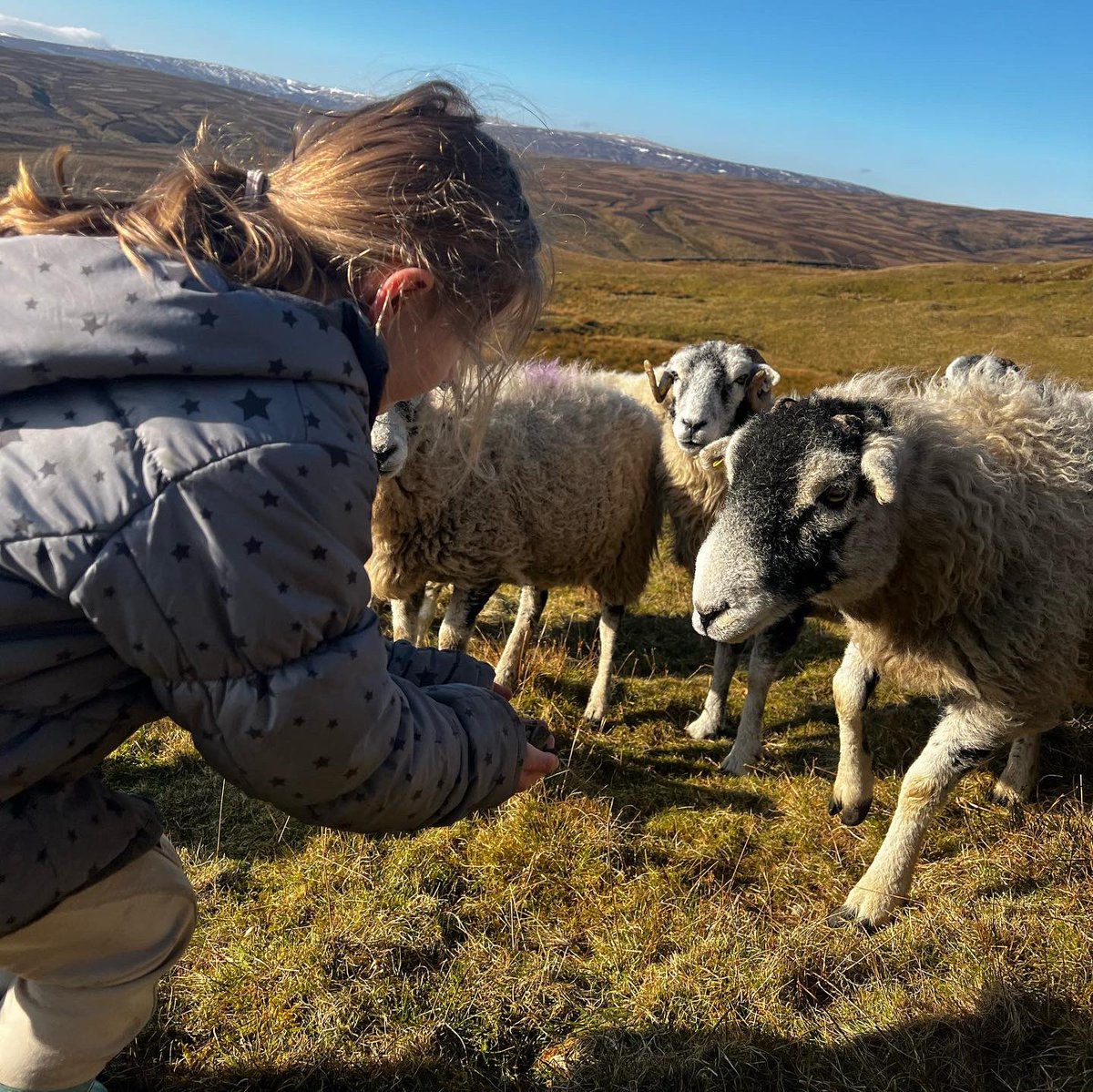 AmandaOwen8's tweet photo. Hands on with the flock.
🐑🐑🐑🐑🐑🐑🐑🐑🐑🐑🐑🐑
#yorkshire #shepherdess #peaceful #countryside #outdoors https://t.co/Myx1O8VATd