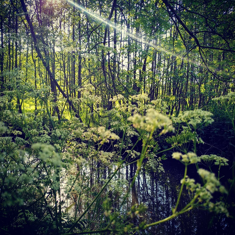 pasgeld's tweet photo. Al die bouwdrift. Zien we dan niet dat 't groen een buffer is die ons beschermt? Het is 'n uitloopgebied voor wateroverlast. Een toevluchtsoord voor hete dagen. Een plek om volkomen te ontspannen. Groen slaat CO2 op en reinigt de lucht.

Stem op 16 maart voor een groene buffer👆 https://t.co/u7dbtDaREX