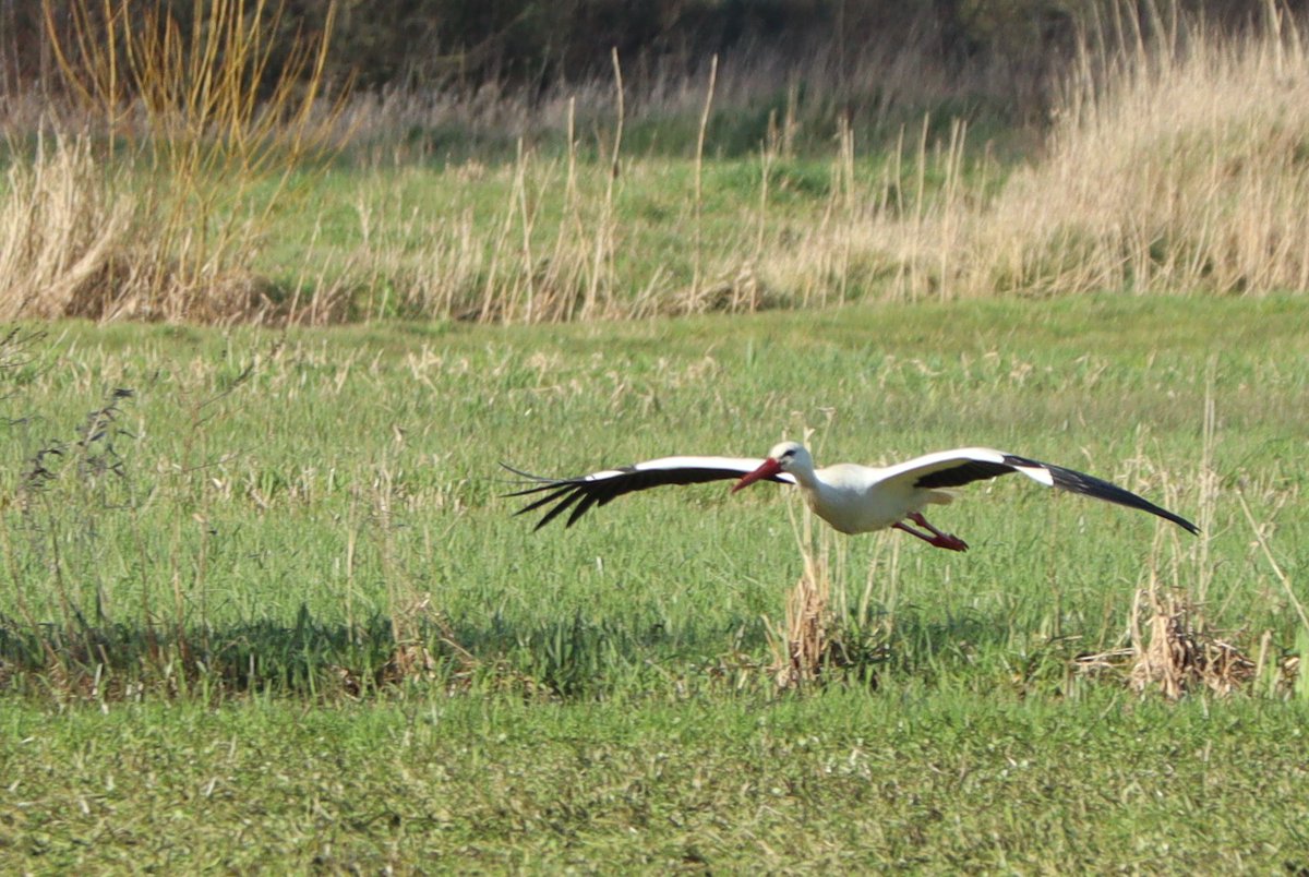 nadiabouce's tweet photo. Retour en force des cigognes sur les marais
@PnrMCB @CotentinUnique https://t.co/FcxVV3vWxQ