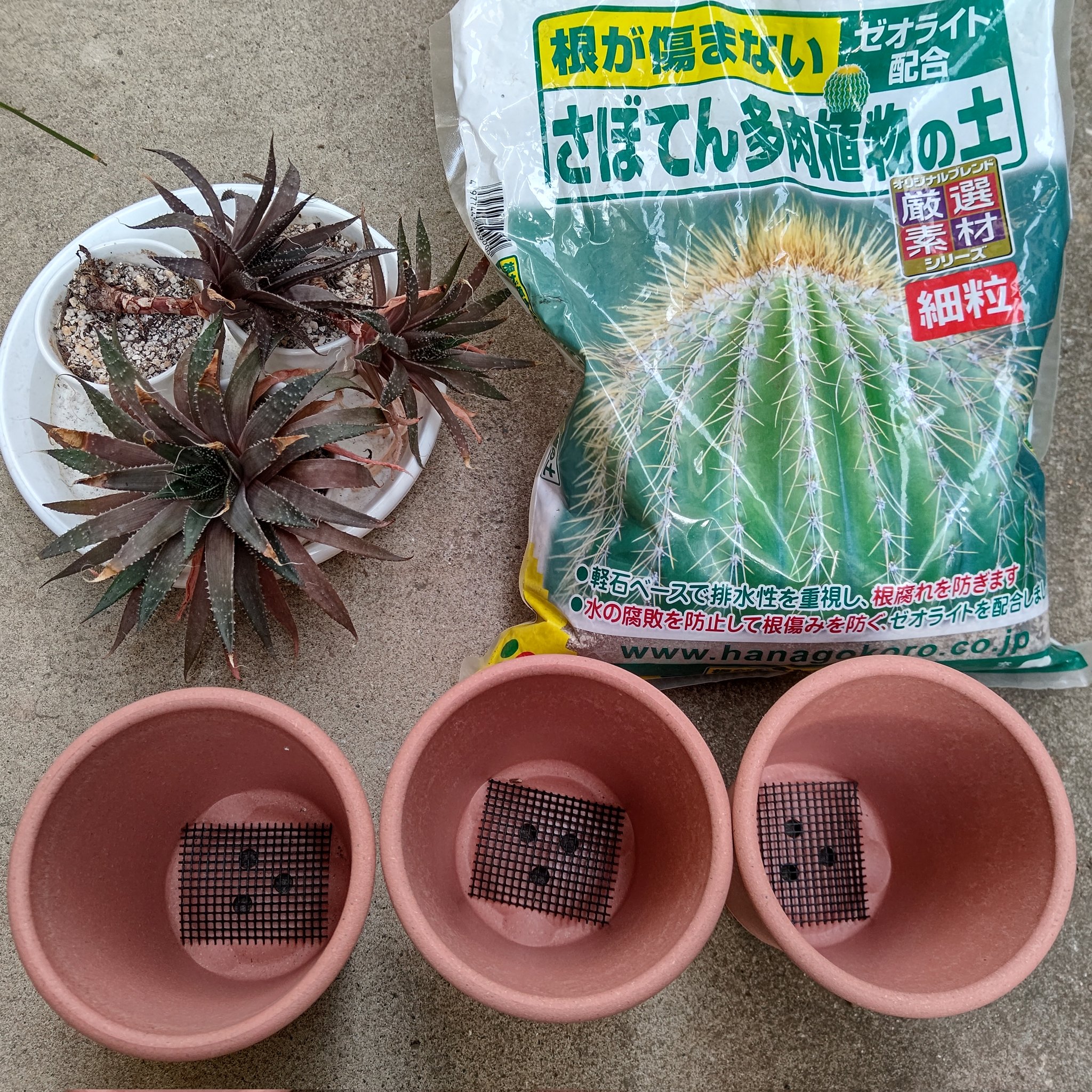 雅 チョコが主食 今日の園芸 多肉植物のハオルチア 硬葉系 の植え替えです 4号プラ鉢に小軽石を1 3ほど入れて上げ底にして サボテンの土で植え込みました 元々の親株は硬葉系ですが 水やり頻度が多かったのでアロエのようになっています T Co