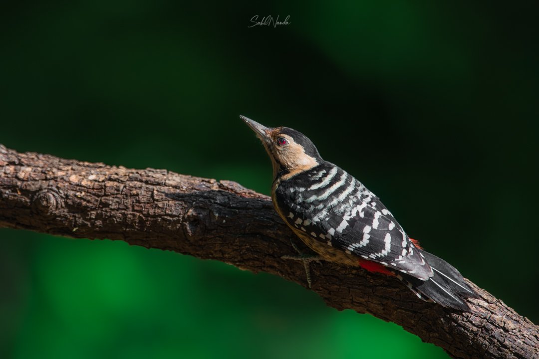 sahilnanda's tweet photo. Fulvous-breasted woodpecker

Sattal, Uttarakhand

#woodpecker #birding #birdphotography https://t.co/xZ23uQMK1y