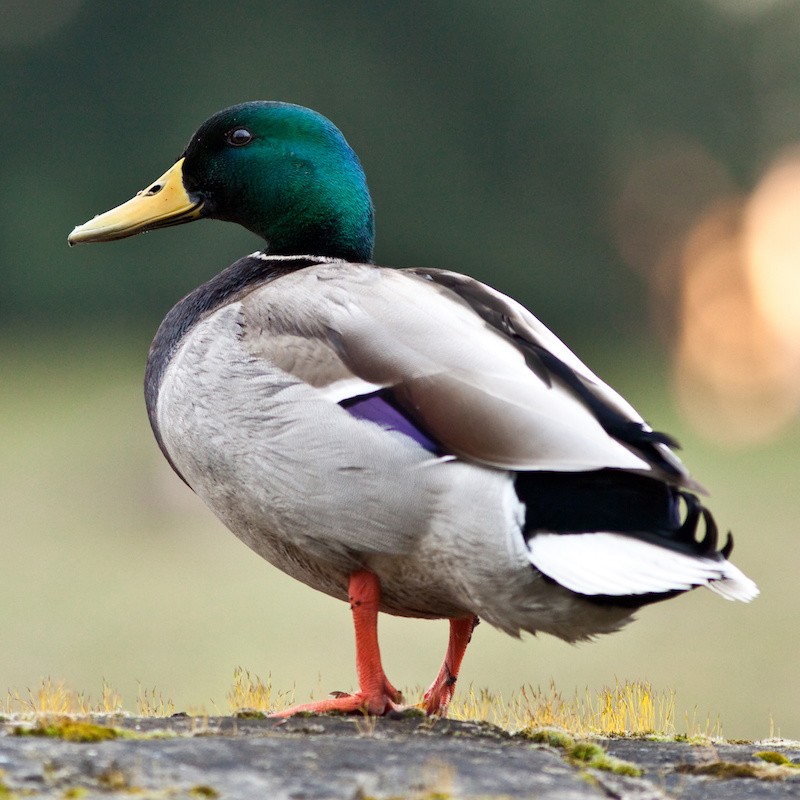 NicoKluger's tweet photo. "Si ça ressemble à un canard, si ça nage comme un canard et si ça cancane comme un canard, c'est un canard". 
Comment les spécialistes voient le canard
🔽🔽🔽 https://t.co/xmxR3RkVNG