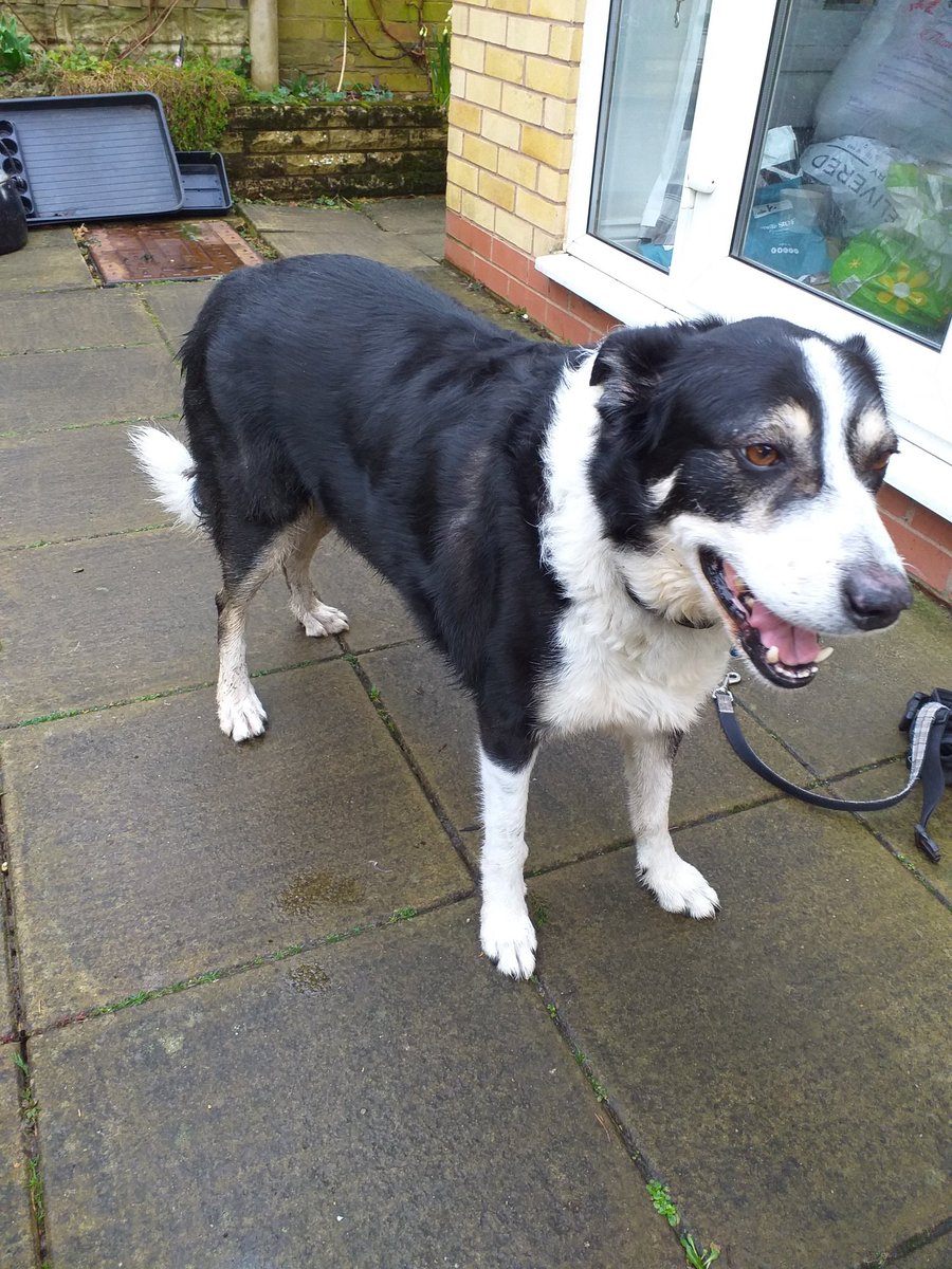 Markpfenton's tweet photo. Last years champion in the pinching food category just back from the muddy park for a Crufts shampoo and set https://t.co/snhGBfCLLv