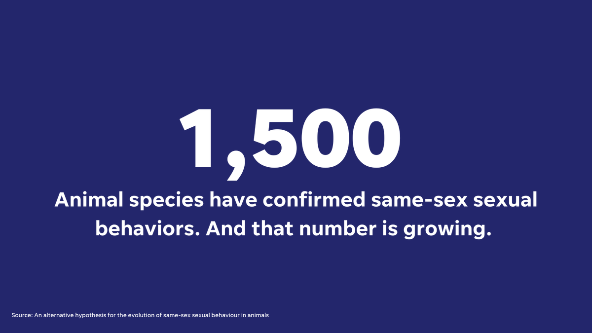 usatodayopinion's tweet photo. Sometimes same-sex sexual behavior in the natural world makes for stronger social alliances, as with male bottlenose dolphins.

Sometimes it’s to minimize conflict and tension within the group, as with the frequent bisexual sex of the bonobos. https://t.co/sLpaBFAzTG https://t.co/RDzCE9rBAb