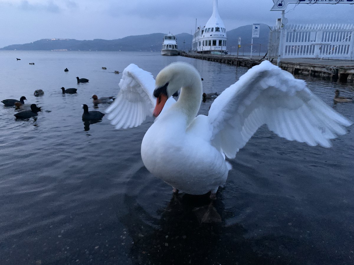 やっぱりカッコイイ。 ペガサスに見える。