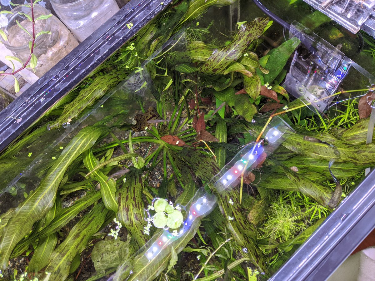 お餅 634 でかくなったねぇ エキノドルス ウルグアイエンシスバリエガータ T Co 7nqvjtnjnt Twitter