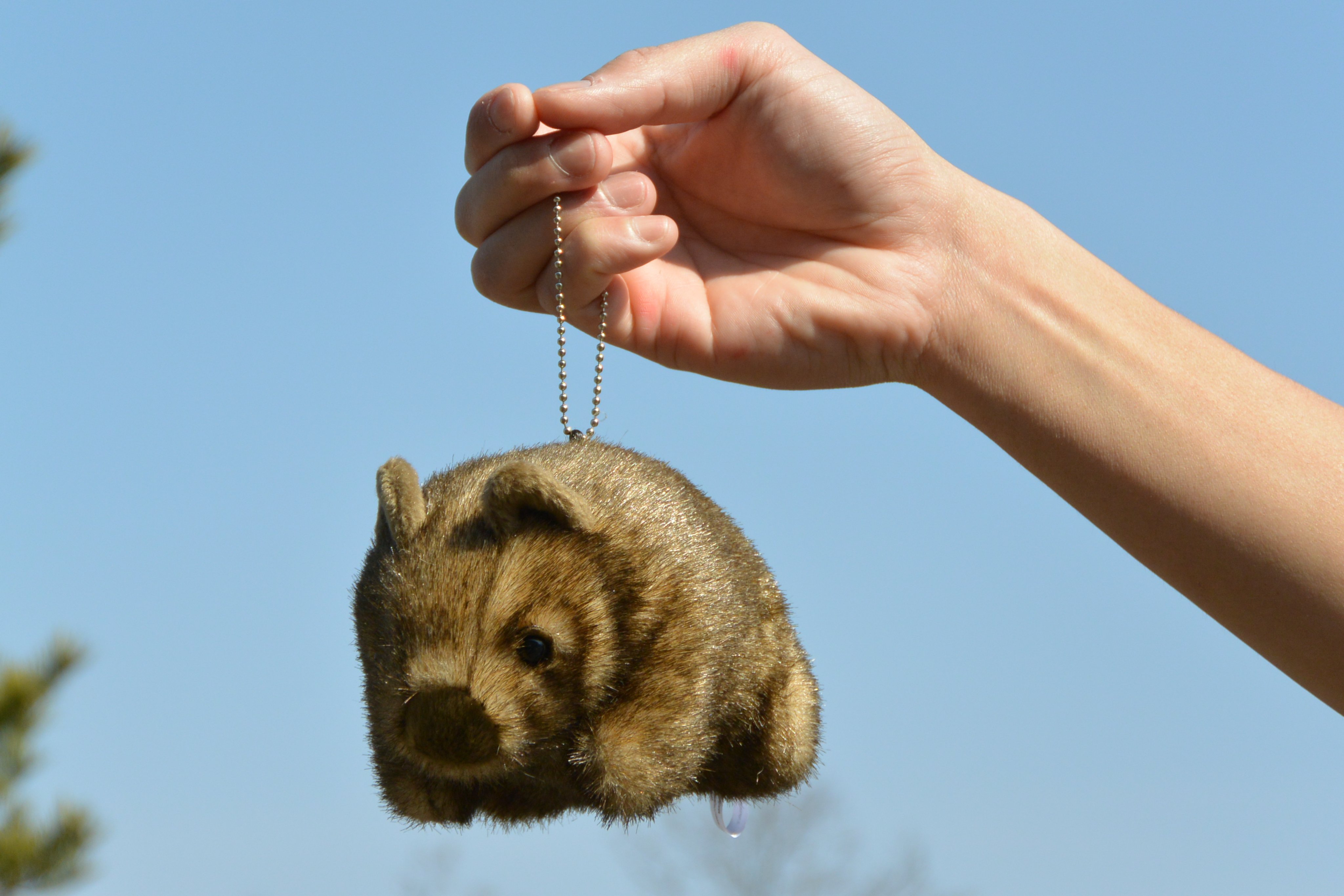 茶臼山動物園ウォンバットぬいぐるみウォンバットくじ特賞1等