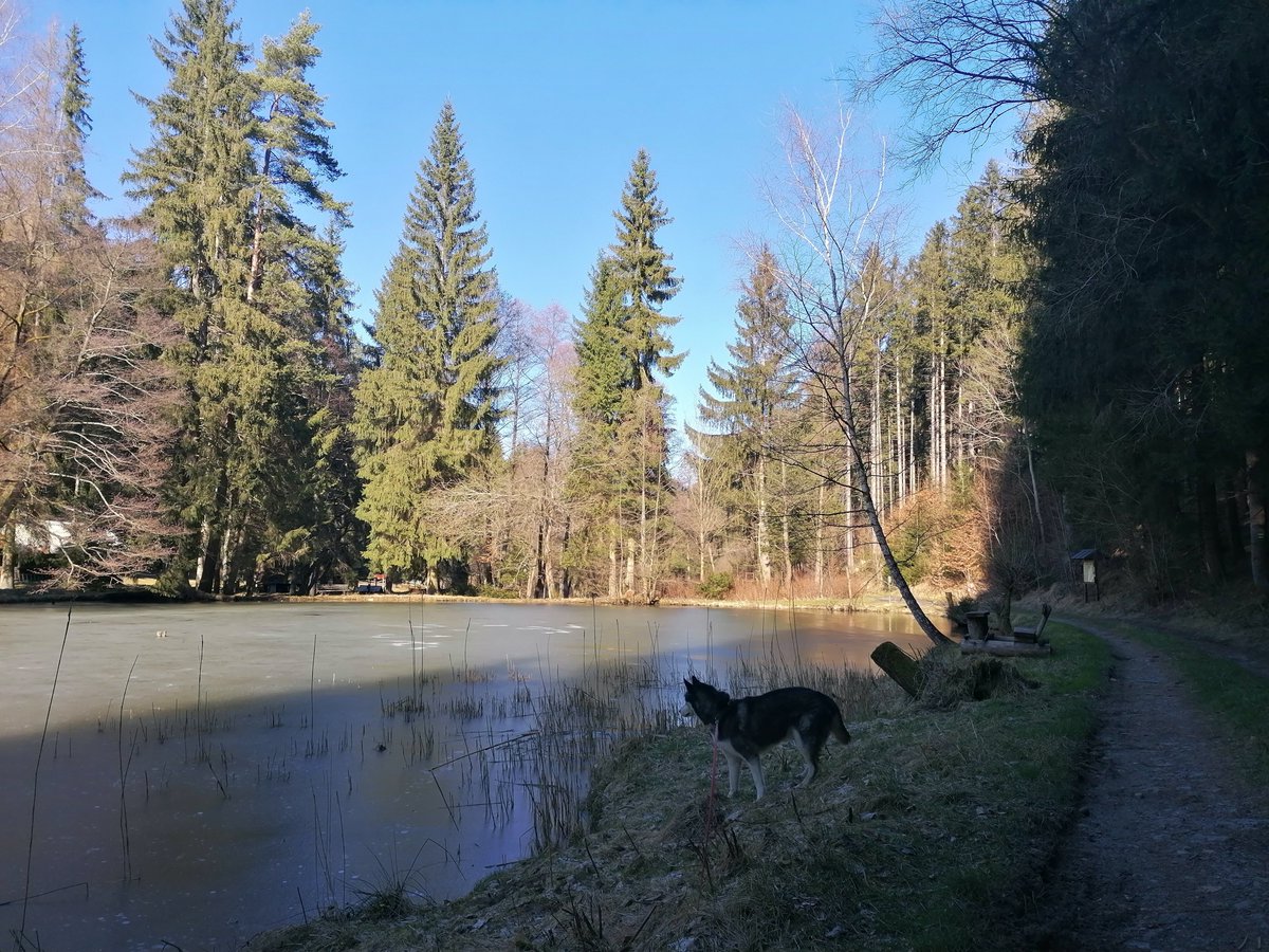 LostAngel2016's tweet photo. Sometimes when you feel alone but people are too much for you, the most important social contact is... 

the company of a #dog... 

#husky #SelfCare #CPTSD #depression #anxiety #introvert #MentalHealth #SuicidePrevention #SickNotWeak #KeepTalkingMH @josephinewachu @davinalytle https://t.co/HI0323Je1P
