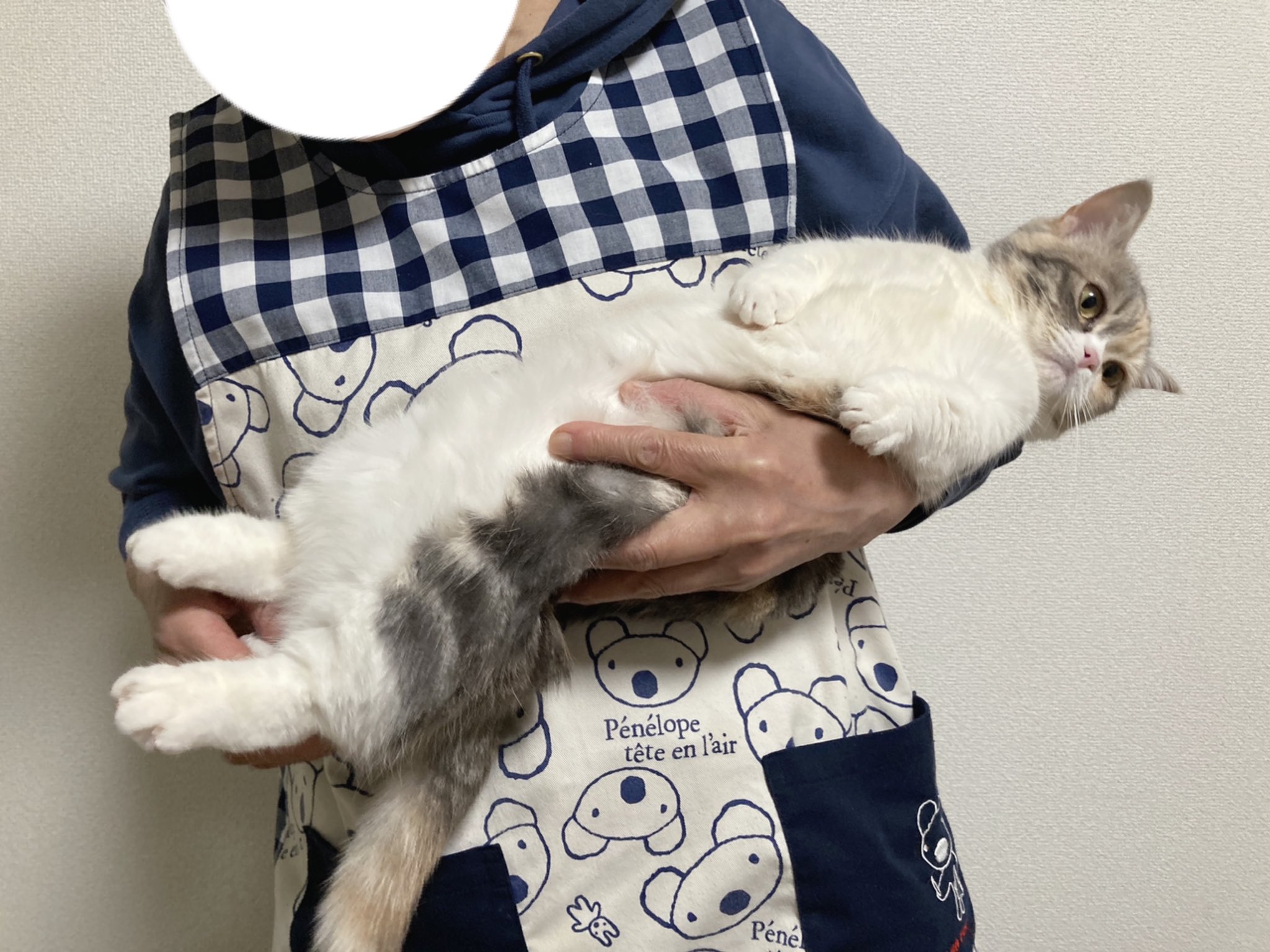 短足マンチカンすい うんち しておしり拭いてもらってる 猫 ねこ マンチカン 猫のいる暮らし 猫写真 猫好きさんと繋がりたい T Co Zm0ohghpuo Twitter 短足マンチカンすい うんち しておしり拭いてもらってる 猫 ねこ マンチカン 猫のいる暮らし 猫写真 猫好きさんと繋がりたい T Co Zm0ohghpuo Twitter