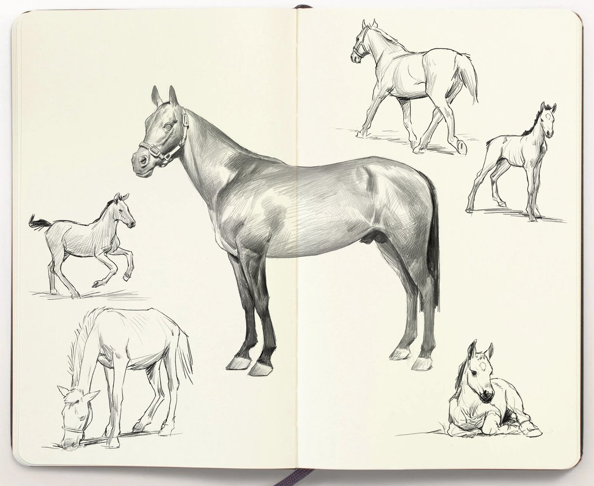 Some ruminants 
