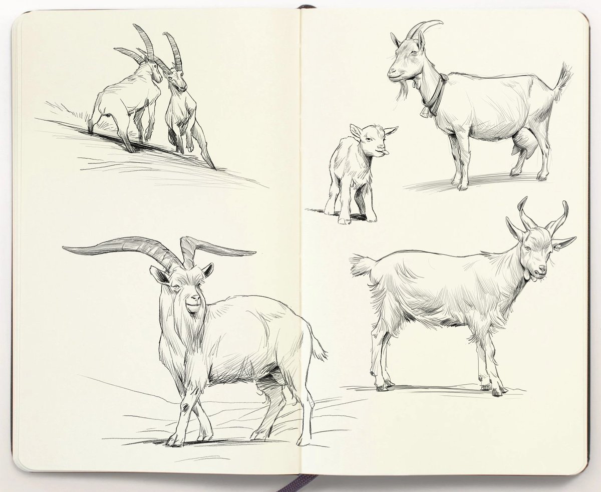 Some ruminants 