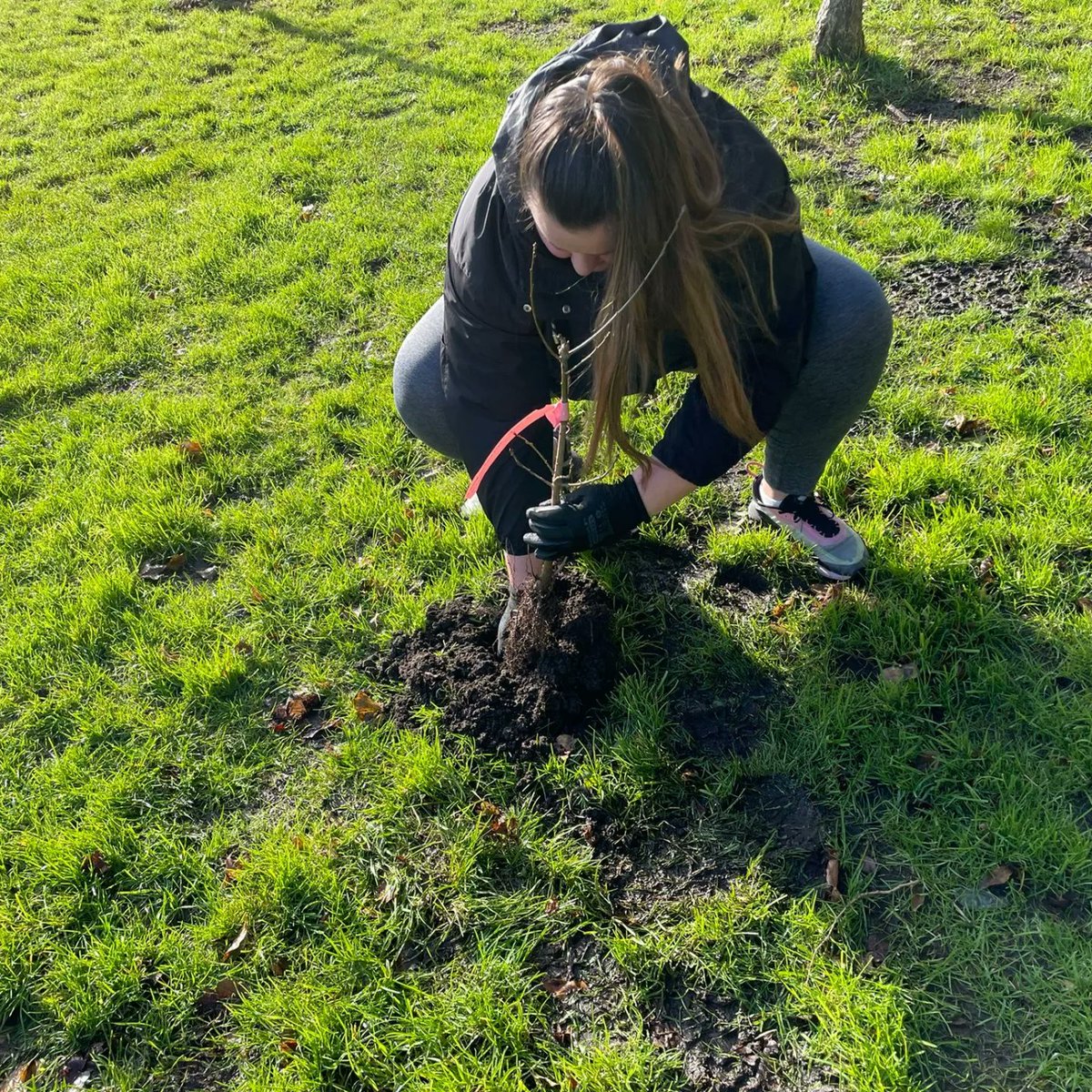 Another positive day yesterday, planting 50 small trees with Rutland Grove Residents + David from <a href="/DubCityCouncil/">Dublin City Council</a> Parks in a bid to 're-grove' Rutland Grove 🌳🌳🌳 #BloominCrumlin