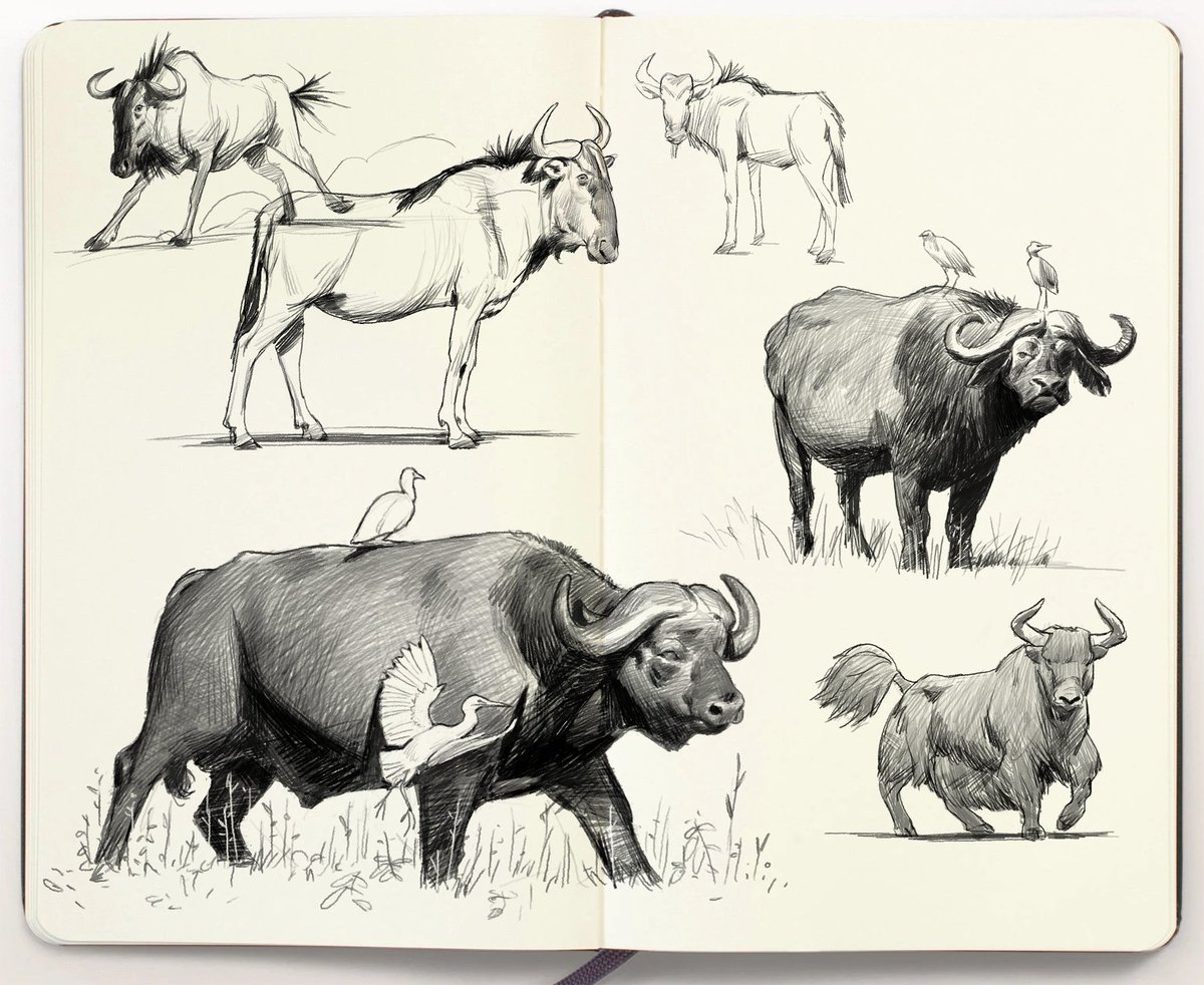 Some ruminants 