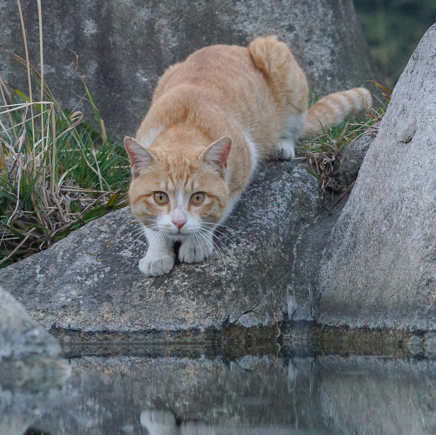 しまねこ Amazon.co.jp: しまねこ3姉妹と暮らしています 深まるきずな編