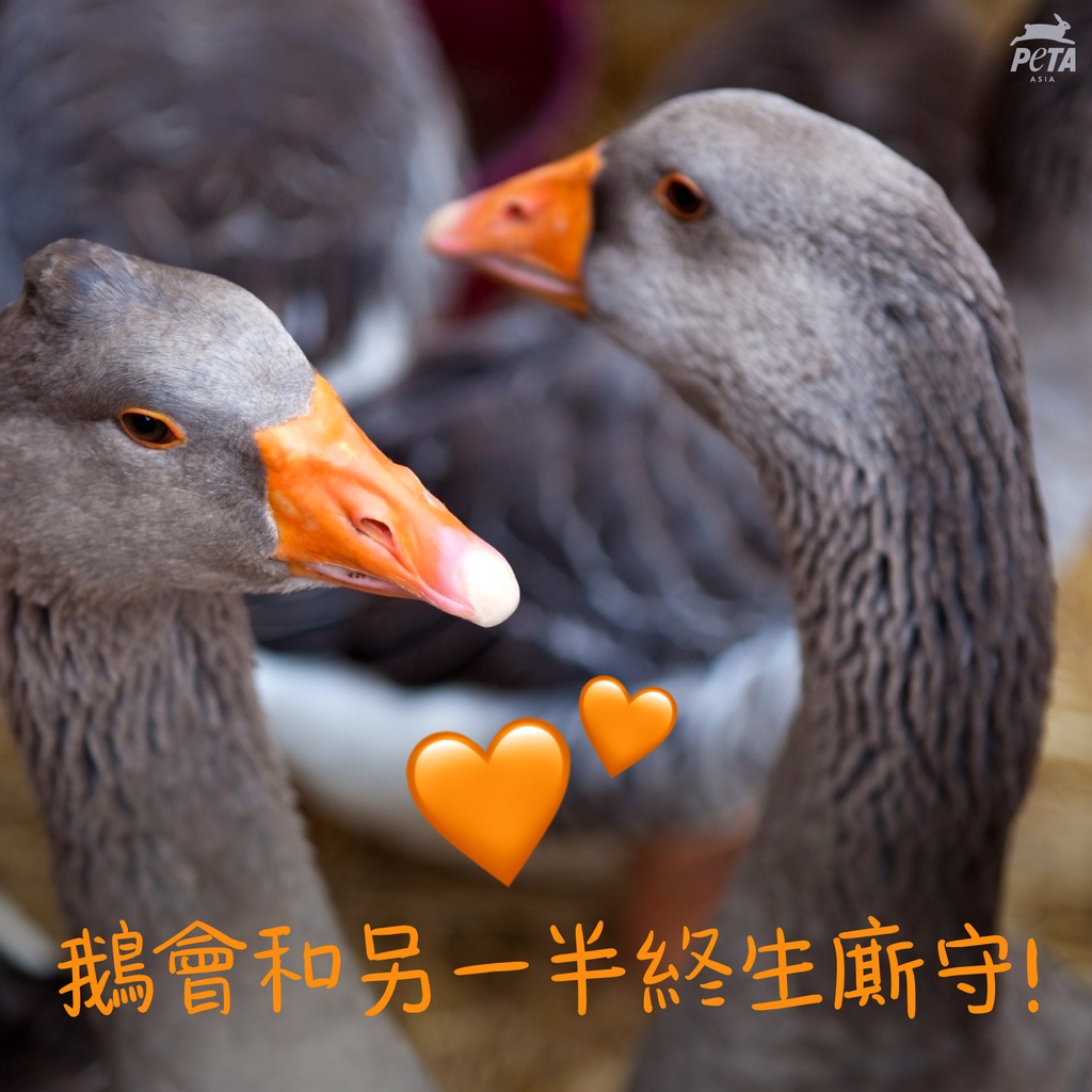 PETAAsiaTC's tweet photo. 鵝是有情感的動物,一生只有一個伴侶,會為死去的伴侶哀悼🧡
但在羽絨產業裡,他們只被當成沒有生命的原材料,飽受折磨直至被殺,短暫的一生裡面們從來都沒有可以展現天性機會。
#Geese #feather #down #downfeather #DownHurts #DitchDown #Boycott #cruelty #injustice #WearVegan https://t.co/Cnk95uohvA