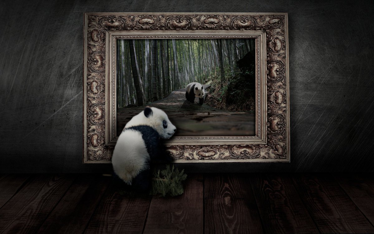 WeLove_Pandas's tweet photo. The panda spends 14-16 hours a day eating bamboo. #panda #pandafacts #facts #welovepandas https://t.co/kd5Q5cfzXb