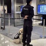 大衆の前でド緊張 可愛すぎる警察犬 話題の画像プラス